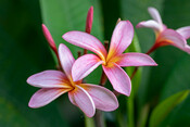 Tiare flower, New Caledonia