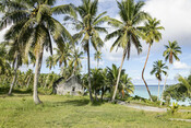 Coconut trees, New Caledonia