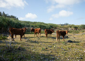 Cows in a field, New Caledonia