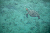 Turtle in the sea, New Caledonia