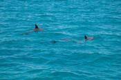 Dolphins, New Caledonia