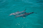 Dolphins, New Caledonia