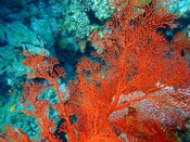 Coral, New Caledonia