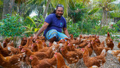 Man with chickens