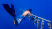 Harvesting underwater