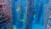Fishes underwater