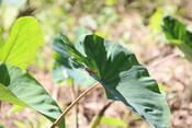 Taro leaf